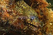 Muraena lentiginosa murene lentigineuse-La Paz Epave Fang Ming-12m-20181026-Denis-ADER-DSC_0421_tn